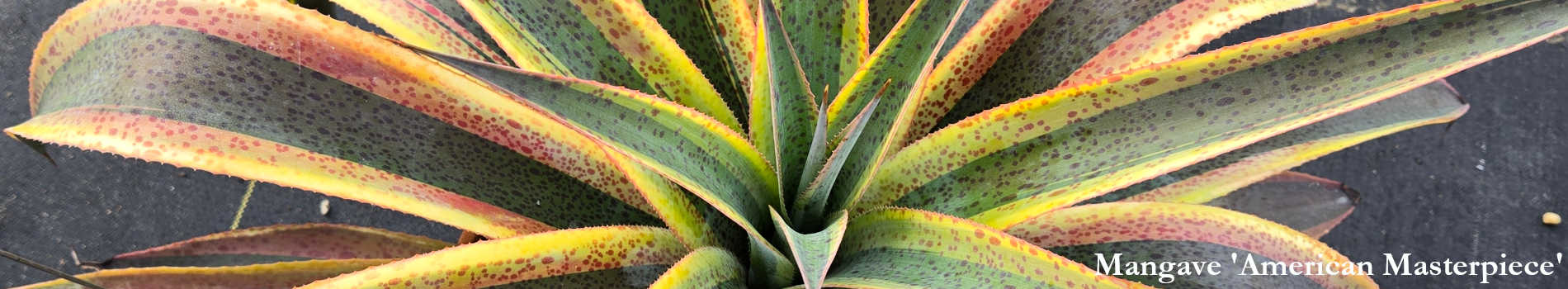 Welcome to Our Store